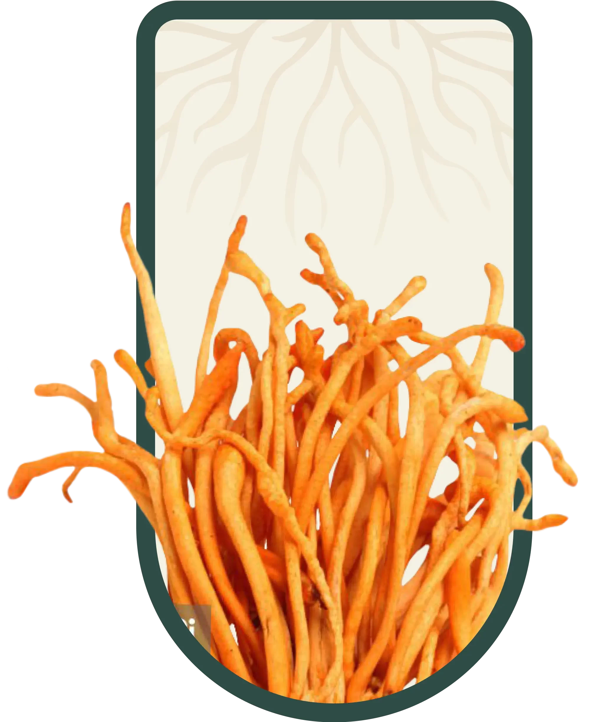 Cordyceps