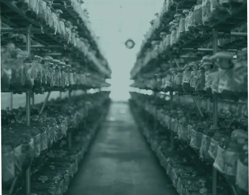 Shelves with mushrooms
